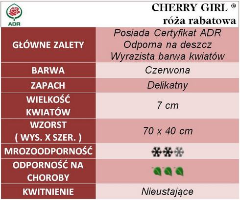 Cherry Girl róże rabatowe gł. zal.